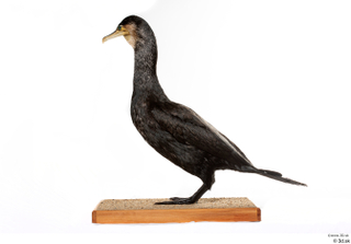 Double-crested cormorant Phalacrocorax auritus whole body 0001.jpg